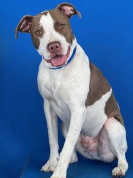 Rescue Pit Bull Terrier and Mixed Breed Dogs for Adoption in Port Allen, Louisiana - Turtles | PetCurious