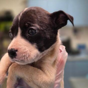 Raindrop -  Mixed Breed Dog for Adoption in Charleston, West Virginia - Raindrop | PetCurious