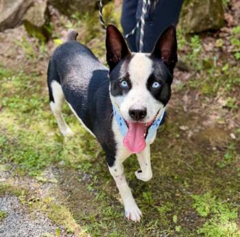 Sterling -  Cattle Dog and Husky Dog for Adoption in Ellijay, Georgia - Sterling | PetCurious