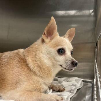 Cooper -  Chihuahua Dog for Adoption in Des Moines, Iowa - Cooper | PetCurious