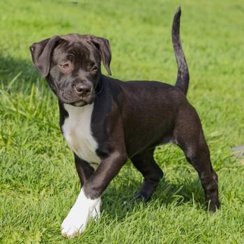 Pit Bull Terrier Dogs Available for Adoption in South Elgin, Illinois - Chilly | PetCurious