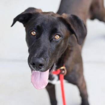 Tupelo Honey -  Labrador Retriever and Mixed Breed Dog for Adoption in Atlanta, Georgia - Tupelo Honey | PetCurious