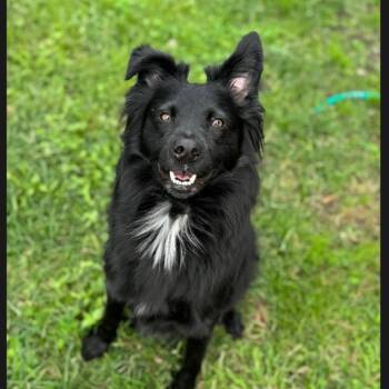 Floki -  Collie and Australian Shepherd Dog for Adoption in New Orleans, Louisiana - Floki | PetCurious