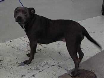 Rescue Staffordshire Bull Terrier Dogs for Adoption in Houston, Texas - LUNA | PetCurious