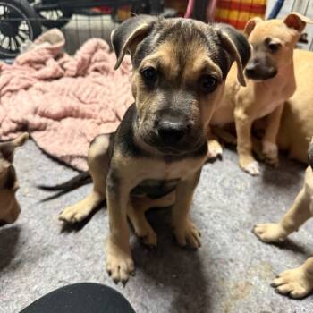 Rescue Labrador Retriever and Mixed Breed Dogs for Adoption in Riverside, California - Whitman | PetCurious