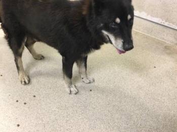 MR -  German Shepherd Dog Dog for Adoption in Riverside, California - MR | PetCurious