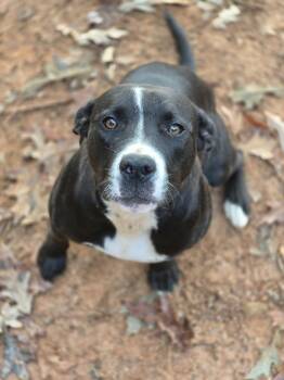 Rescue Cattle Dog and Pit Bull Terrier Dogs for Adoption in Danielsville, Georgia - Lil Girl | PetCurious
