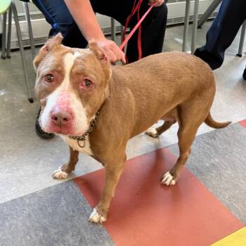 Mixed Breed Dogs Available for Adoption in Philadelphia, Pennsylvania - Java | PetCurious