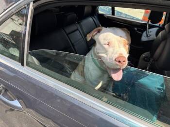 Rubia -  Mixed Breed Dog for Adoption in New York, New York - Rubia | PetCurious