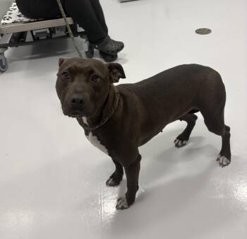 Fern -  Pit Bull Terrier and American Staffordshire Terrier Dog for Adoption in Bourbonnais, Illinois - Fern | PetCurious