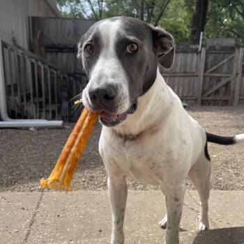 Missy 2347 -  Mixed Breed Dog for Adoption in Kansas City, Missouri - Missy 2347 | PetCurious