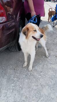 Rescue Great Pyrenees Dogs for Adoption in Indianapolis, Indiana - Buster | PetCurious
