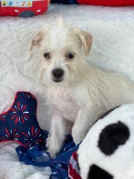 Robinson -  Maltese and Chihuahua Dog for Adoption in Milton, Georgia - Robinson | PetCurious