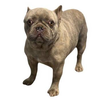 Rocko -  American Bulldog Dog Available for Adoption in Red Bluff, California - Rocko | PetCurious