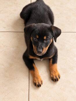 Etta Place -  Mixed Breed Dog for Adoption - Etta Place | PetCurious