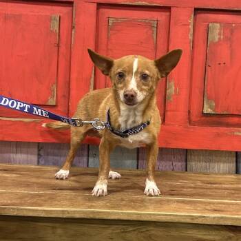 Chihuahua and Terrier Dogs Available for Adoption in Midland, Texas - FWT Gizmo | PetCurious
