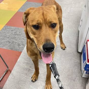 Monii -  Mixed Breed Dog for Adoption in Philadelphia, Pennsylvania - Monii | PetCurious