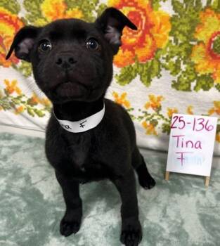 Rescue Labrador Retriever and Mixed Breed Dogs for Adoption in Barnesville, Georgia - 25-136 Tina | PetCurious