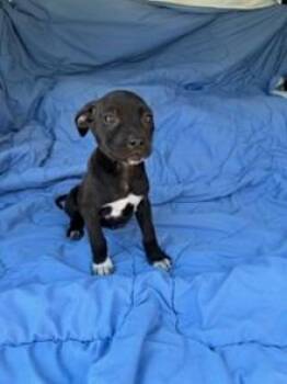 Labrador Retriever and Staffordshire Bull Terrier Dogs Available for Adoption in Brookhaven, Mississippi - Callie 26 | PetCurious