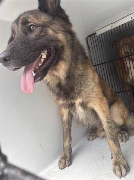 A657784 -  German Shepherd Dog and Mixed Breed Dog for Adoption in Houston, Texas - A657784 | PetCurious