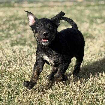 Terrier and Australian Cattle Dog Blue Heeler Dogs Available for Adoption in San Antonio, Texas - Nami | PetCurious