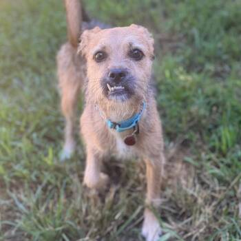 Inzee -  Terrier and Mixed Breed Dog for Adoption in Fredericksburg, Virginia - Inzee | PetCurious