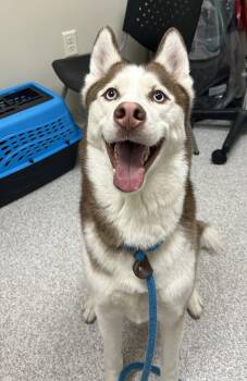 Husky Dogs Available for Adoption in Lancaster, Pennsylvania - Prince | PetCurious