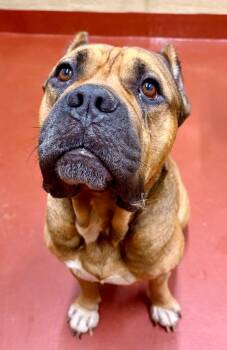 Pumba -  Cane Corso Dog for Adoption in Douglasville, Georgia - Pumba | PetCurious