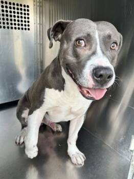 Rescue Pit Bull Terrier and Mixed Breed Dogs for Adoption in Fort Worth, Texas - 59817513 | PetCurious