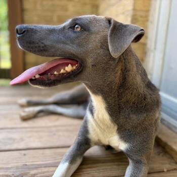 Hound and Mixed Breed Dogs Available for Adoption in Wheeling, Illinois - Aurora | PetCurious