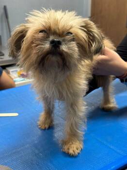 Lola Senior -  Yorkshire Terrier Dog for Adoption in Ossining, New York - Lola Senior | PetCurious