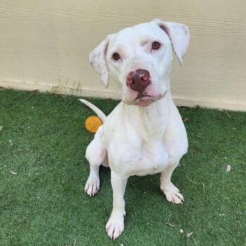 Pit Bull Terrier Dogs Available for Adoption - Archer JuM | PetCurious