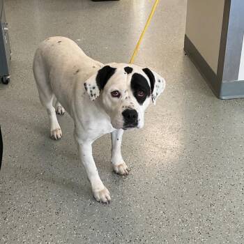 Beauty -  Terrier and Mixed Breed Dog for Adoption in Galax, Virginia - Beauty | PetCurious