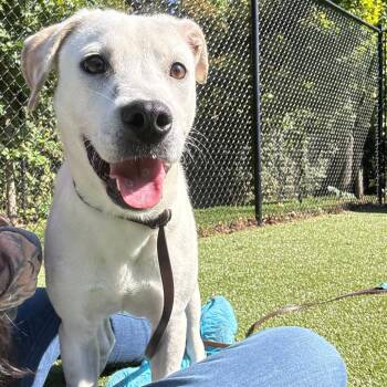 Ernie -  Labrador Retriever and Terrier Dog for Adoption in Briarcliff Manor, New York - Ernie | PetCurious