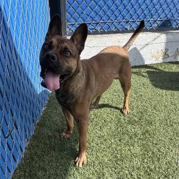 French Bulldog and Shepherd Dogs Available for Adoption in Long Beach, California - Watermelon | PetCurious