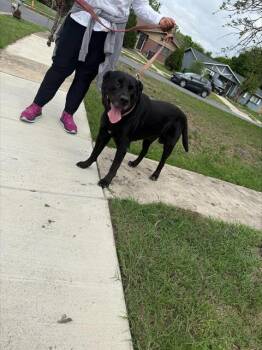 American Staffordshire Terrier Dogs Available for Adoption in San Antonio, Texas - BENTLEY | PetCurious