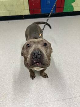 Pit Bull Terrier Dogs Available for Adoption - ZAZA | PetCurious