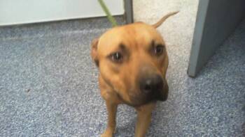 A1271112 -  Pit Bull Terrier Dog for Adoption in Charlotte, North Carolina - A1271112 | PetCurious
