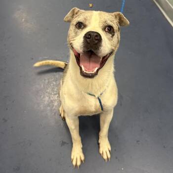 Rob -  Pit Bull Terrier Dog for Adoption in Greensboro, North Carolina - Rob | PetCurious