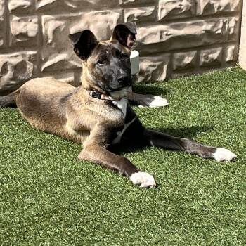 Belgian Shepherd Malinois and Mixed Breed Dogs Available for Adoption in Houston, Texas - Maracas | PetCurious