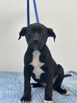 Labrador Retriever Dogs Available for Adoption - Victoria | PetCurious