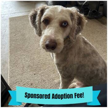 Australian Shepherd and Poodle Dogs Available for Adoption - Scooby | PetCurious