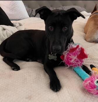 Black Labrador Retriever Dogs Available for Adoption in Houston, Texas - Dahlia | PetCurious