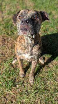 Rescue Mixed Breed Dogs for Adoption in Benton Harbor, Michigan - Brisket | PetCurious