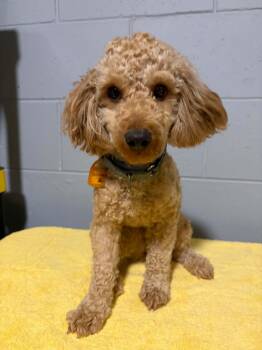 Edelweiss -  Poodle Dog for Adoption in Mukwonago, Wisconsin - Edelweiss | PetCurious