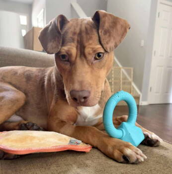 Rescue Beagle and Pit Bull Terrier Dogs for Adoption in Gilberts, Illinois - CHILI | PetCurious