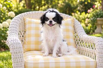 Japanese Chin Pups -  Japanese Chin Dog for Adoption in Rockville, Maryland - Japanese Chin Pups | PetCurious