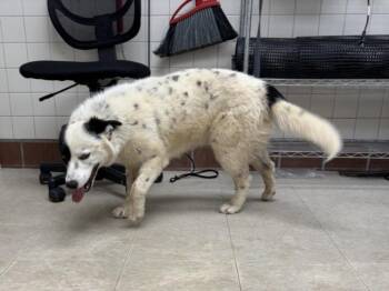 Australian Cattle Dog Blue Heeler and Siberian Husky Dogs Available for Adoption in Loveland, Colorado - DAISY | PetCurious