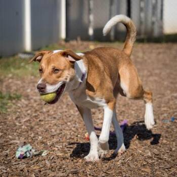 Mixed Breed Dogs Available for Adoption in Chamblee, Georgia - Brooklyn | PetCurious