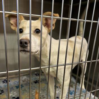 Toodles -  Terrier and Mixed Breed Dog for Adoption in Tanner, Alabama - Toodles | PetCurious